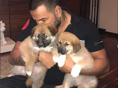Съседи скочиха на Азис заради кучета
