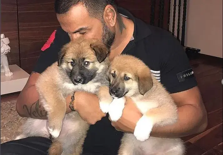 Съседи скочиха на Азис заради кучета