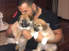 Съседи скочиха на Азис заради кучета