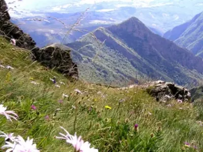 Green organizations and politicians put pressure on the court