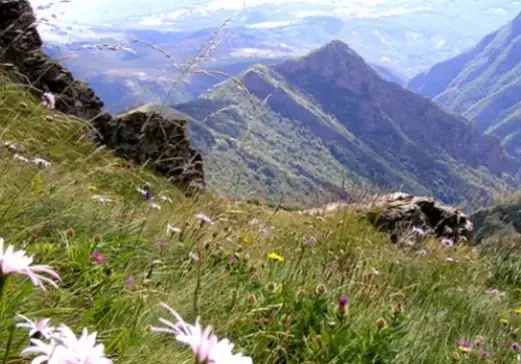 Green organizations and politicians put pressure on the court