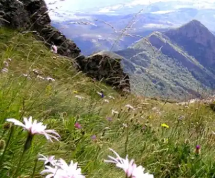 Green organizations and politicians put pressure on the court