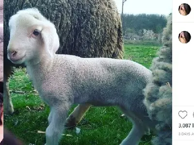 Джена брани агнета на Великден