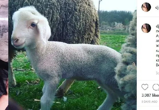 Джена брани агнета на Великден