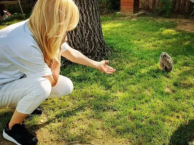 Кукумявка разнежи Гала