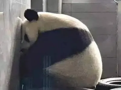 Азис избухна срещу зоопарковете: Спрете да водите децата си в тези затвори! (Фото)