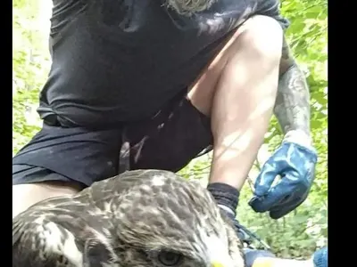 Ястреб препъна Калин Вельов