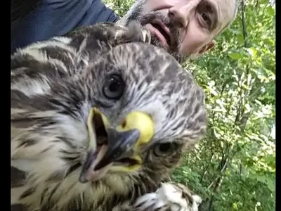 Ястреб препъна Калин Вельов