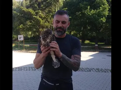 Ястреб препъна Калин Вельов