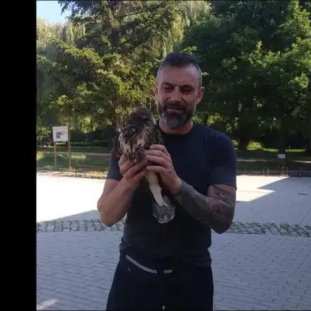 Ястреб препъна Калин Вельов