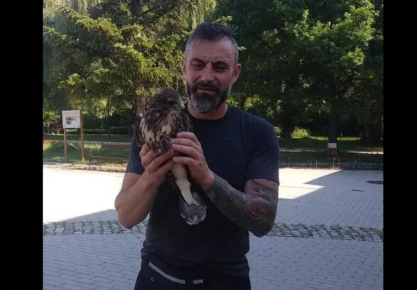Ястреб препъна Калин Вельов