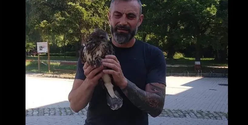 Ястреб препъна Калин Вельов