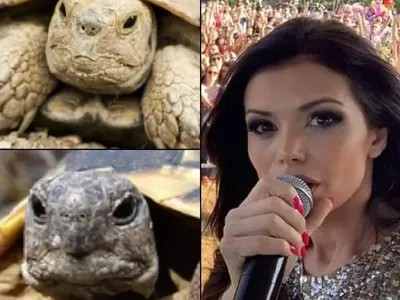 Подигравките заради носа не спират! Митко Пайнера нарича Преслава „Галче“, а феновете й – китайското копие на Галена от АлиЕкспрес (+Още култови сравнения)