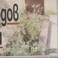 Вечните домове на звездите ни тънат в забрава! Бурени на гробовете на Съботинова и Кордов, Христо Шопов плаче на паметника на родителите си