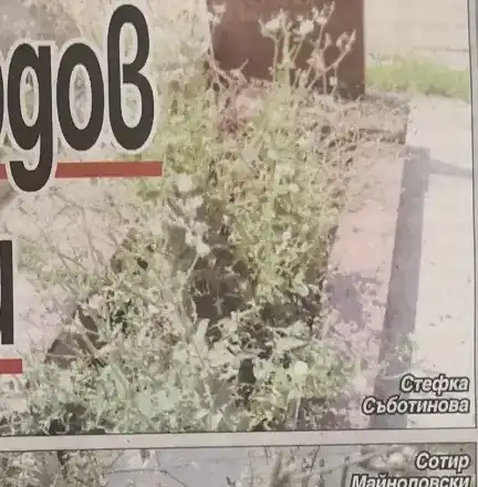 Вечните домове на звездите ни тънат в забрава! Бурени на гробовете на Съботинова и Кордов, Христо Шопов плаче на паметника на родителите си