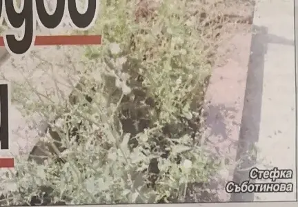 Вечните домове на звездите ни тънат в забрава! Бурени на гробовете на Съботинова и Кордов, Христо Шопов плаче на паметника на родителите си