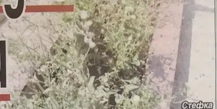Вечните домове на звездите ни тънат в забрава! Бурени на гробовете на Съботинова и Кордов, Христо Шопов плаче на паметника на родителите си
