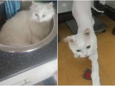 Бълхи нахапаха Мариела Нордел! Донесоха й инфекция, а лекарите се съмняваха, че е с тиф