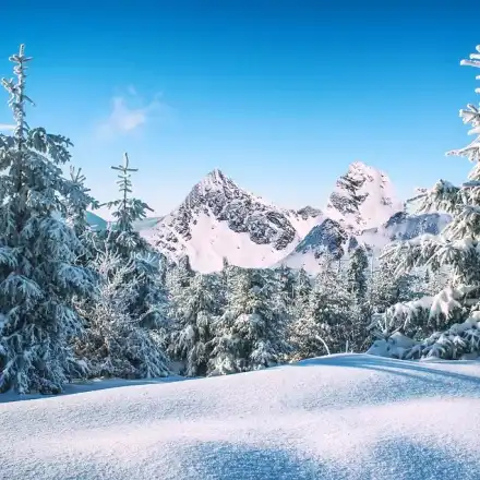 Is there a political umbrella over the „green“ suckers of EU money?