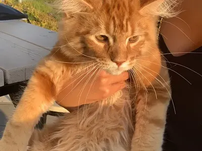 Ники М. подари коте на Николета (Снимки в галерията)