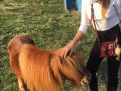 Плеймейтки скочиха на цирка: Забранете номерата с животни!