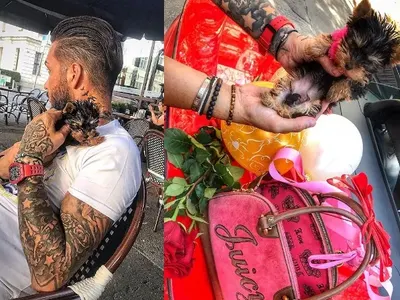 Джино купи куче на гаджето