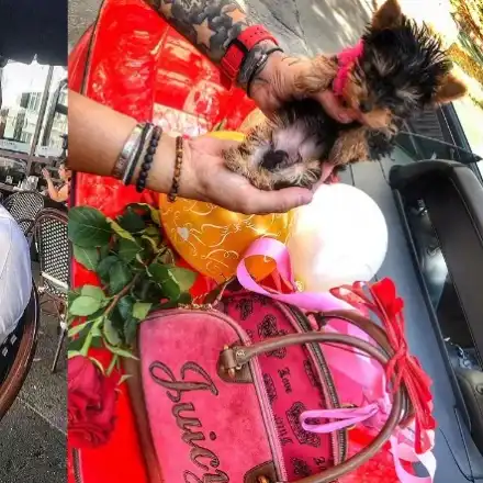 Джино купи куче на гаджето