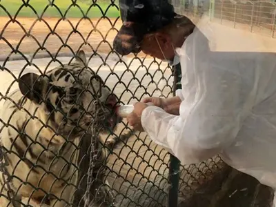 Ваня Червенкова - доброволец в зоопарк (Бизнесдамата боядисва оградата, гушка се с шимпанзетата - Снимки)