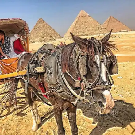 Джино заведе гаджето в Египет