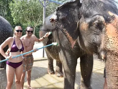 Синоптичка къпе слонове