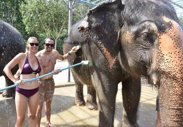 Синоптичка къпе слонове