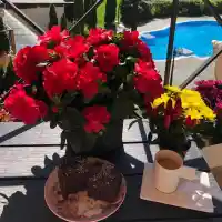 Венета гледа люти чушки