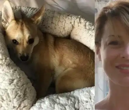 Мира Добрева осинови пинчероподобно куче