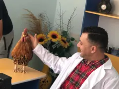 Борис Дали преглежда кокошки