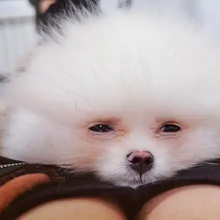 Мария Илиева с куче за 4 бона