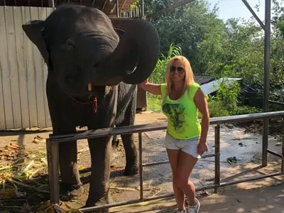 Слон налази фолкаджийка