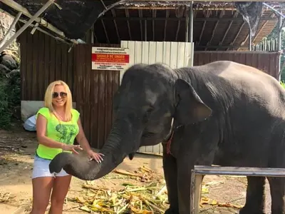 Слон налази фолкаджийка