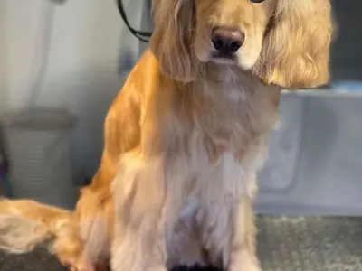 Кучето на Мариана Попова с прическа и цайси