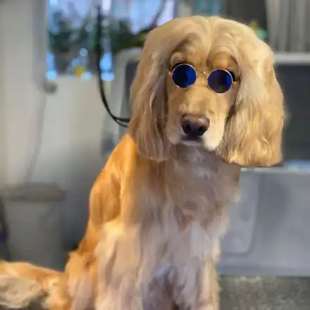 Кучето на Мариана Попова с прическа и цайси