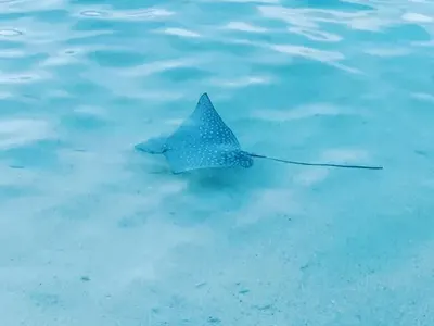 На Малдивите: Точат лиги по бомбите на 46-годишната Глория, гледат я лошо заради алкохола  (Снимки)