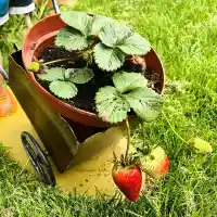 Цеци Красимирова си насади ягоди