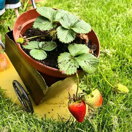 Цеци Красимирова си насади ягоди