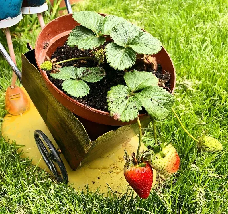 Цеци Красимирова си насади ягоди