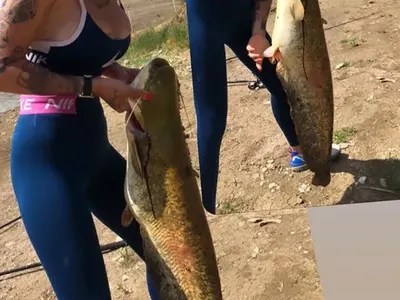 Футболна съпруга мами сомове със силикон