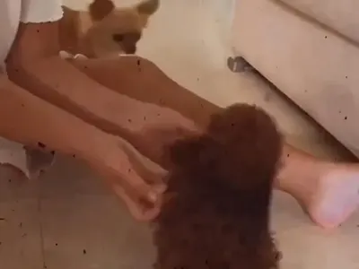 Николета шашна  феновете с  променена визия, показа и новия член на семейството си  (Снимка)