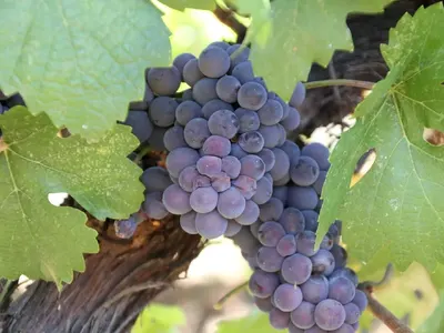 „Пещерска“ ракия увеличава лозята с българско грозде