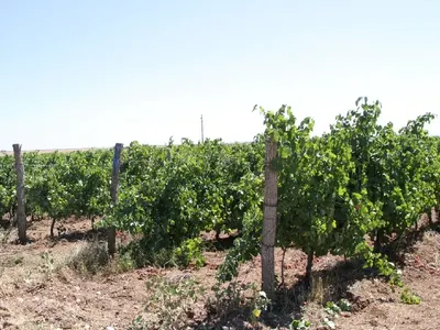 „Пещерска“ ракия увеличава лозята с българско грозде