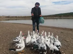 Я, елате, пиленца, при батко! Милко Калайджиев стана ЖИВОТНОВЪД!