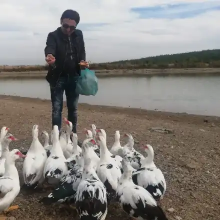 Я, елате, пиленца, при батко! Милко Калайджиев стана ЖИВОТНОВЪД!