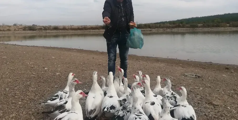 Я, елате, пиленца, при батко! Милко Калайджиев стана ЖИВОТНОВЪД!